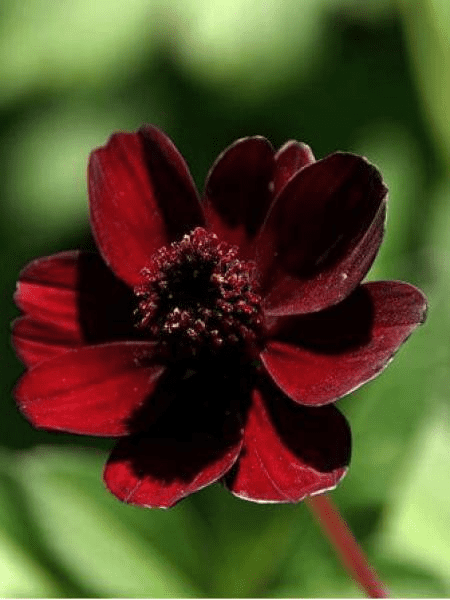 Des images de diff�rentes plantes